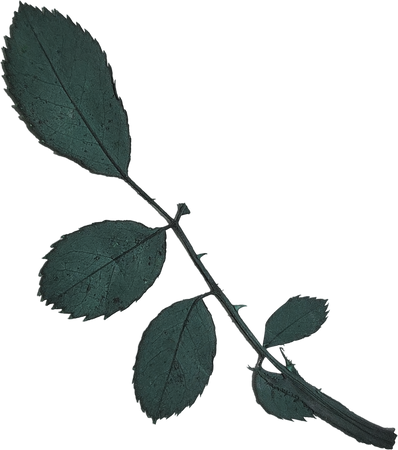 Dried and Pressed Leaves