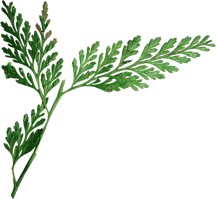 Dried and Pressed Leaves
